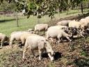 Charollais R2 ewes for sale