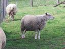 Charollais R2 ewes for sale