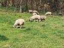 Charollais R2 ewes for sale