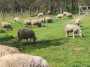 Charollais R2 ewes for sale