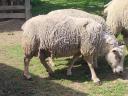 Charollais R2 ewes for sale