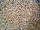 Autumn barley