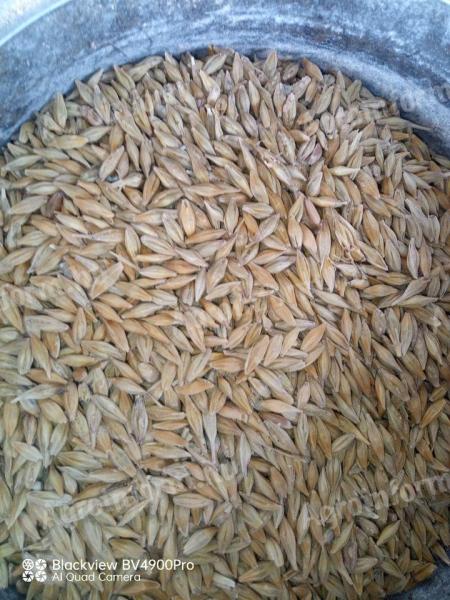 Autumn barley