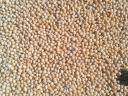 Purified white millet for sale