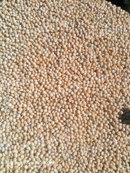 Purified white millet for sale