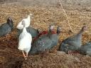 30 guinea fowls for sale