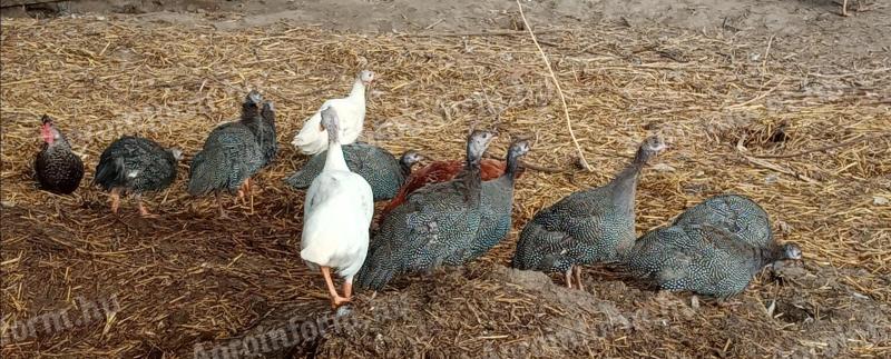 30 guinea fowls for sale