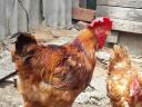 Red roosters 4 kg average weight for sale in Debrecen