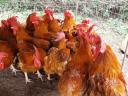 Red roosters 4 kg average weight for sale in Debrecen