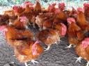 Red roosters 4 kg average weight for sale in Debrecen