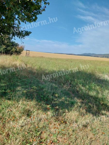 Nagypallban,  Pécstől 20 km-re szántóföld eladó