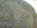 Alfalfa for sale