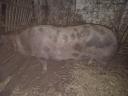 Sows for sale