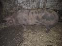 Sows for sale