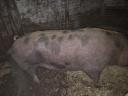 Sows for sale