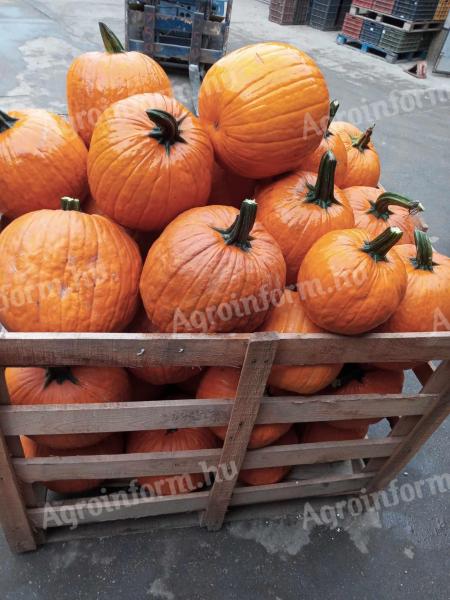 Halloween pumpkin for sale