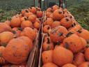 Halloween pumpkin for sale