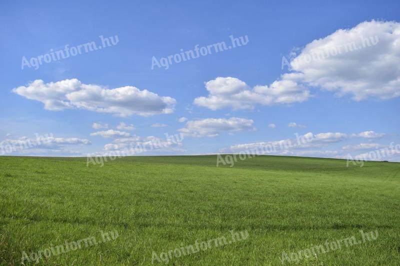 Pasture 100 ha for sale