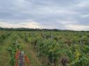 Balatonvilágos grapes for sale