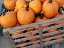 Halloween pumpkins