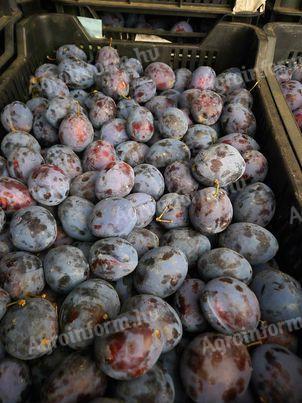 Plums for sale