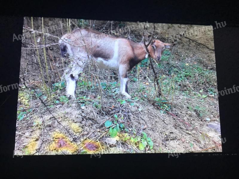 Six-month-old girl goat Parlagi