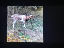 Six-month-old girl goat Parlagi