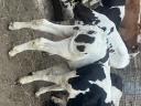 10 10 week old beef bull calves for sale