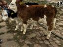 4 5 week old calves for sale