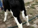 4 5 week old calves for sale