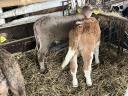 4 5 week old calves for sale