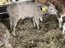 4 5 week old calves for sale