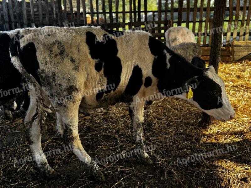 12 male bull calves for sale