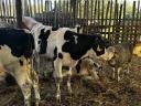 12 male bull calves for sale