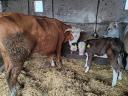 For sale 1 mt cow with calf