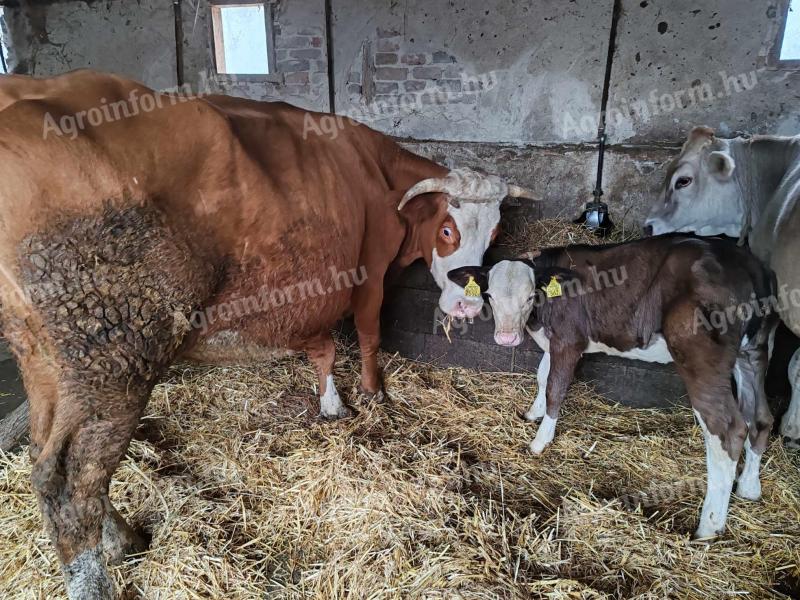 For sale 1 mt cow with calf