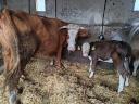 For sale 1 mt cow with calf