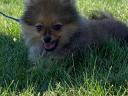 Pedigree registered spitz puppies