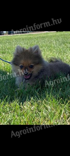 Pedigree registered spitz puppies