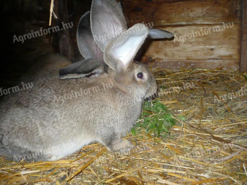 German giant hare