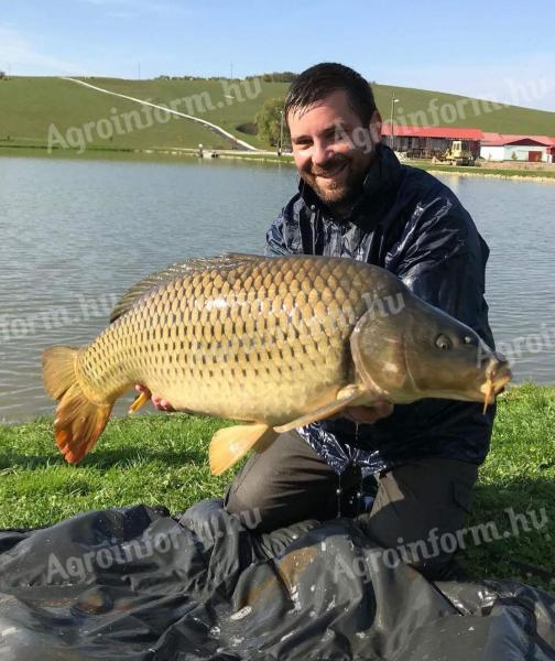 Duży karp na sprzedaż