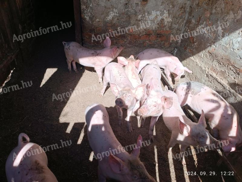 Piglets for sale