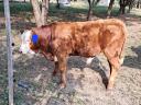 For sale or exchange a 6 month old limousine bull calf