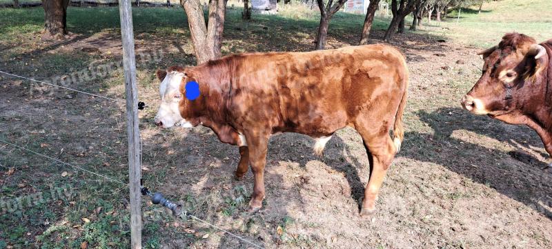 Ein 6 Monate altes Limousin-Bullenkalb zum Verkauf oder Tausch