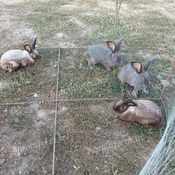 German Giant and Szekler Rabbit