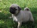 Pug puppy, purebred, with chip, vaccinations, breeding from parents for sale