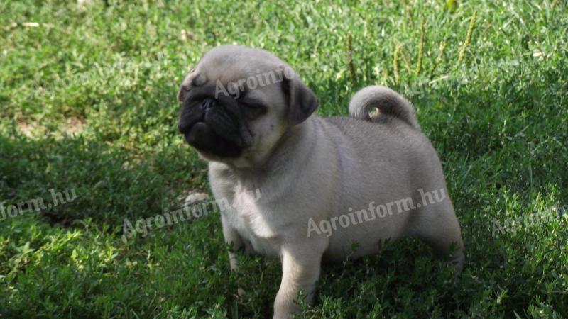 Pug puppy, purebred, with chip, vaccinations, breeding from parents for sale