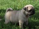 Pug puppy, purebred, with chip, vaccinations, breeding from parents for sale