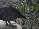 French guinea fowl for sale