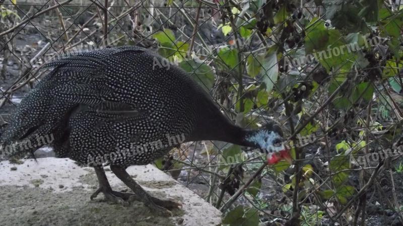 Păsări de guineea franceze de vânzare